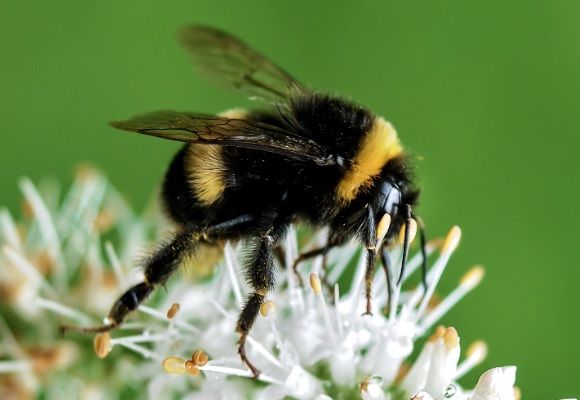 Hommel Op Bloem